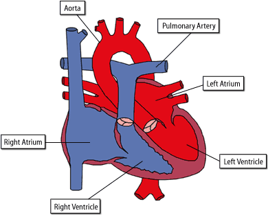 Diagram of a Normal Heart